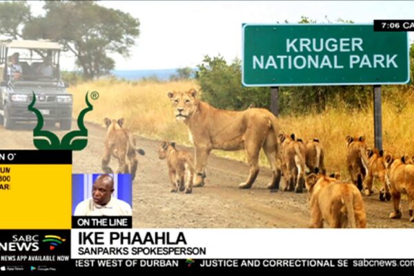 Lion Escape in South Africa Raises Safety Concerns