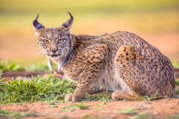 The Iberian Lynx: A Focus on Conservation and Survival