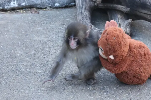 punch the monkey — ZA news