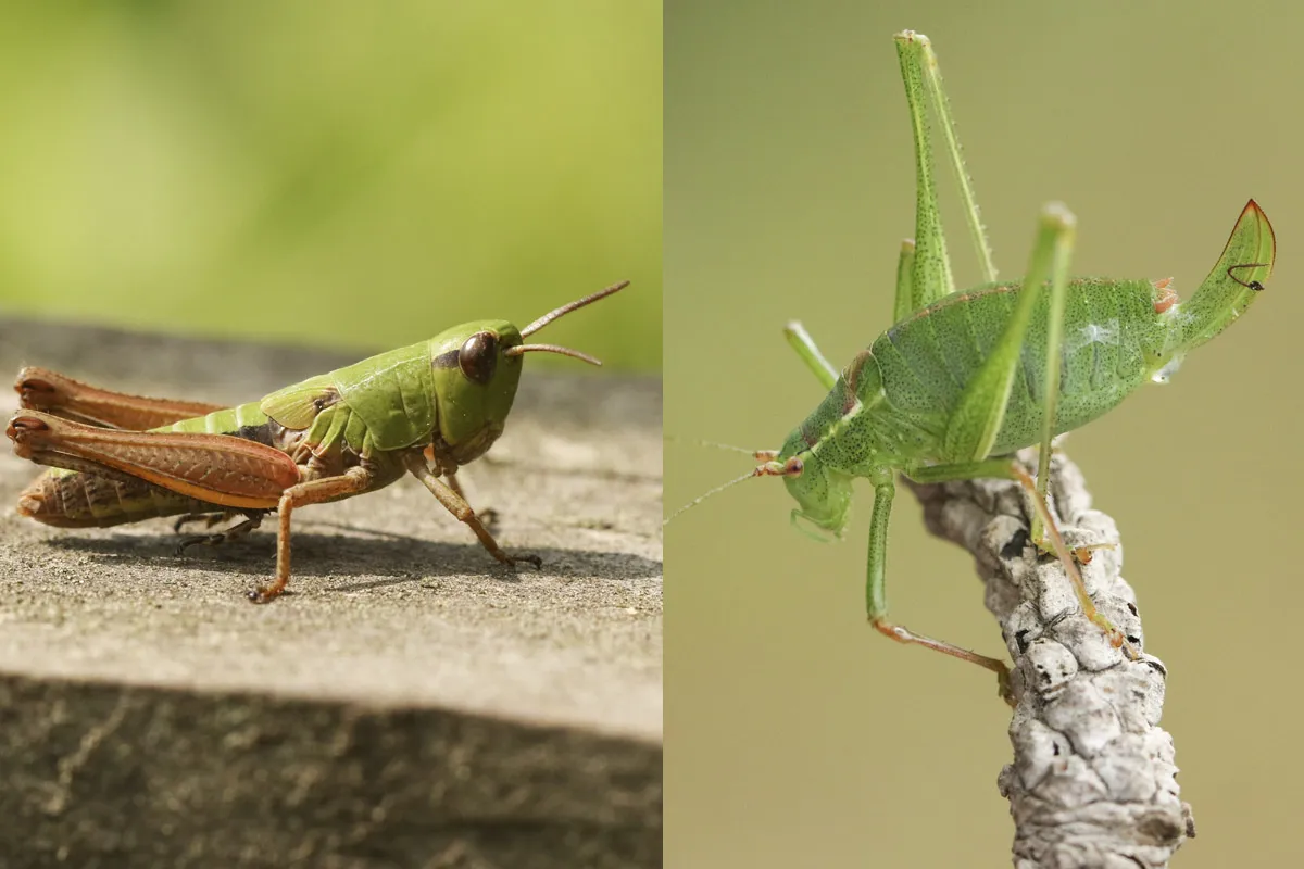 basel vs grasshoppers — ZA news