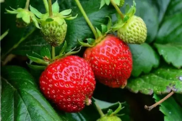 heat wave — ZA news