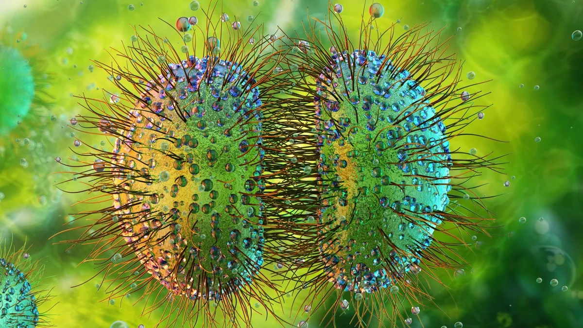 meningococcal meningitis — ZA news