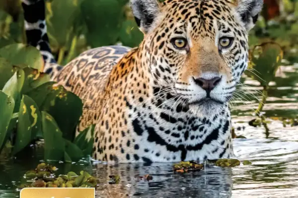 pantanal — ZA news