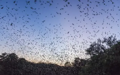 Malaria Cases Surge in Gauteng, South Africa