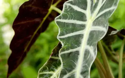 Kaizer Chiefs Game Today: What You Need to Know