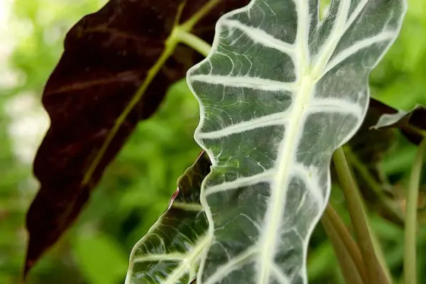 elephant — ZA news