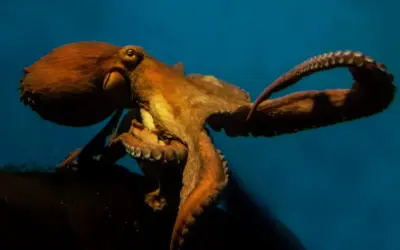 Understanding the Current State of SASSA and Its Impact