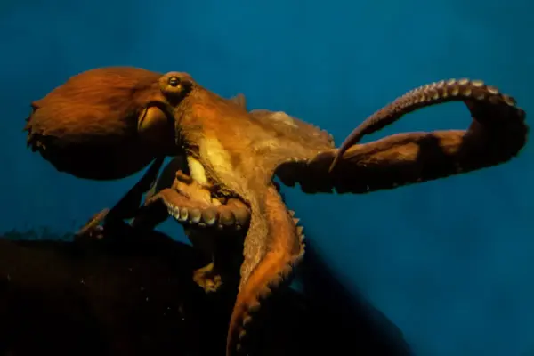 giant octopus — ZA news