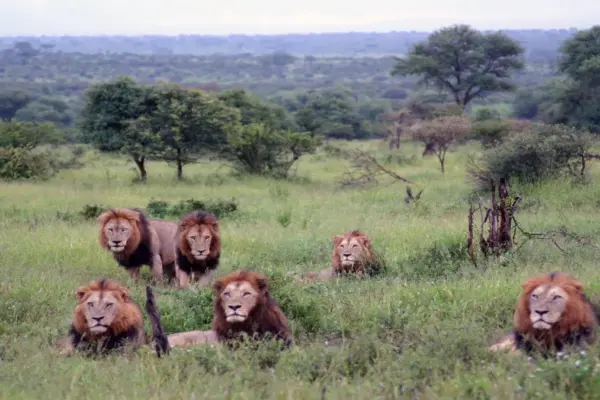 kruger national park — ZA news