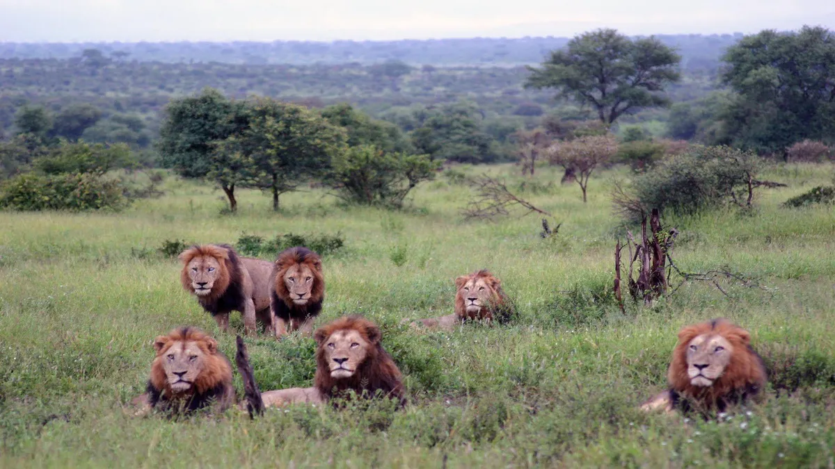 kruger national park — ZA news