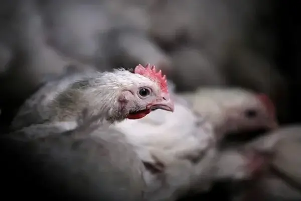 pic daybreak foods sale — ZA news