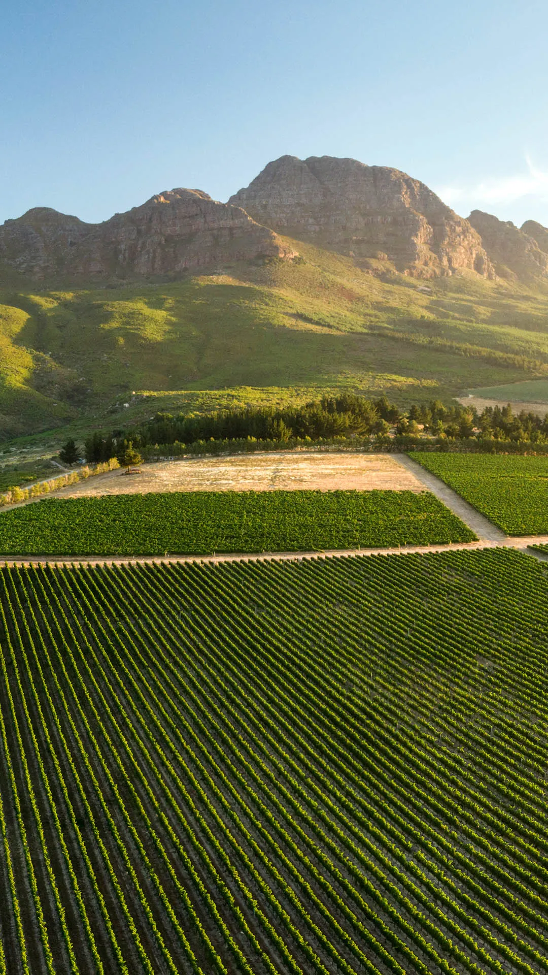 stellenbosch — ZA news