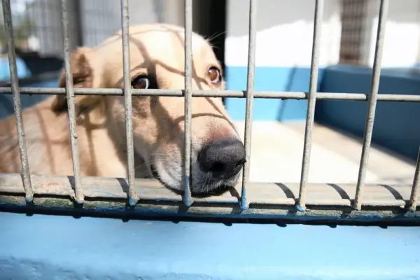 dog — ZA news