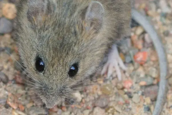 hantavirus — ZA news