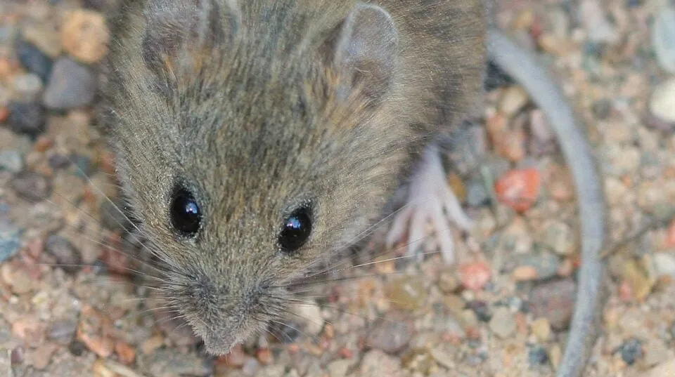 hantavirus — ZA news